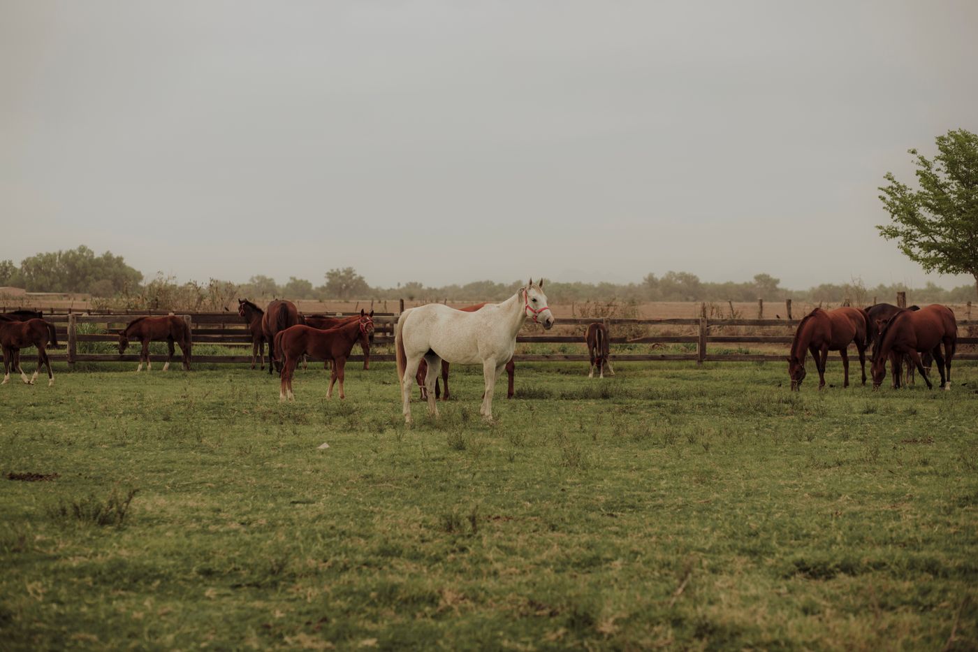 Horses grazing calmly in an open Oklahoma-style pasture