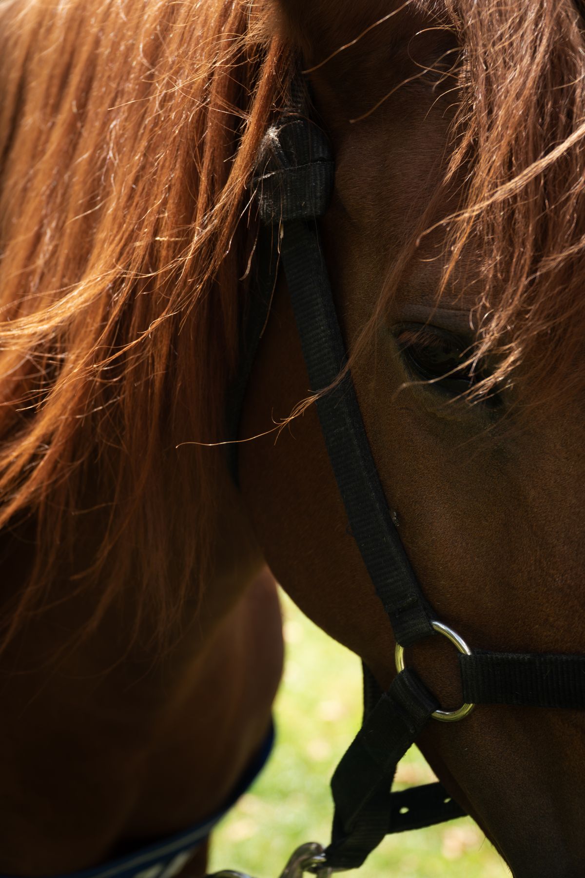 Close-up portrait of a horse in halter