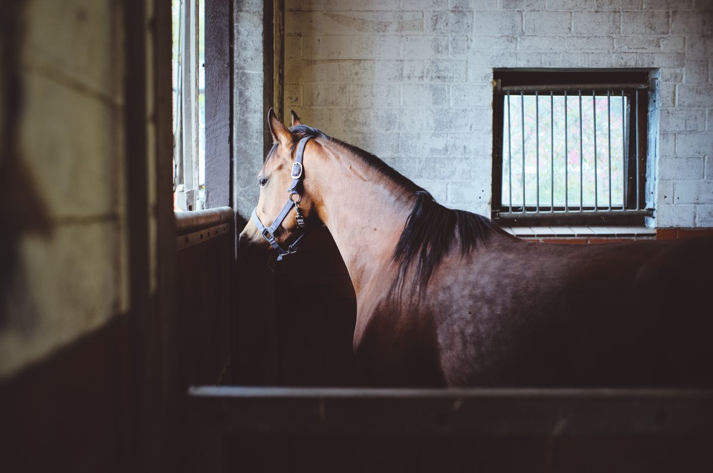 Horse standing calmly in a stable, looking out